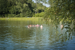 mds4465_14889110692_o